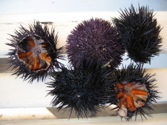 Sea Urchins Spetses Island Greece
