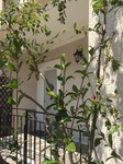 Spetses Island Greece